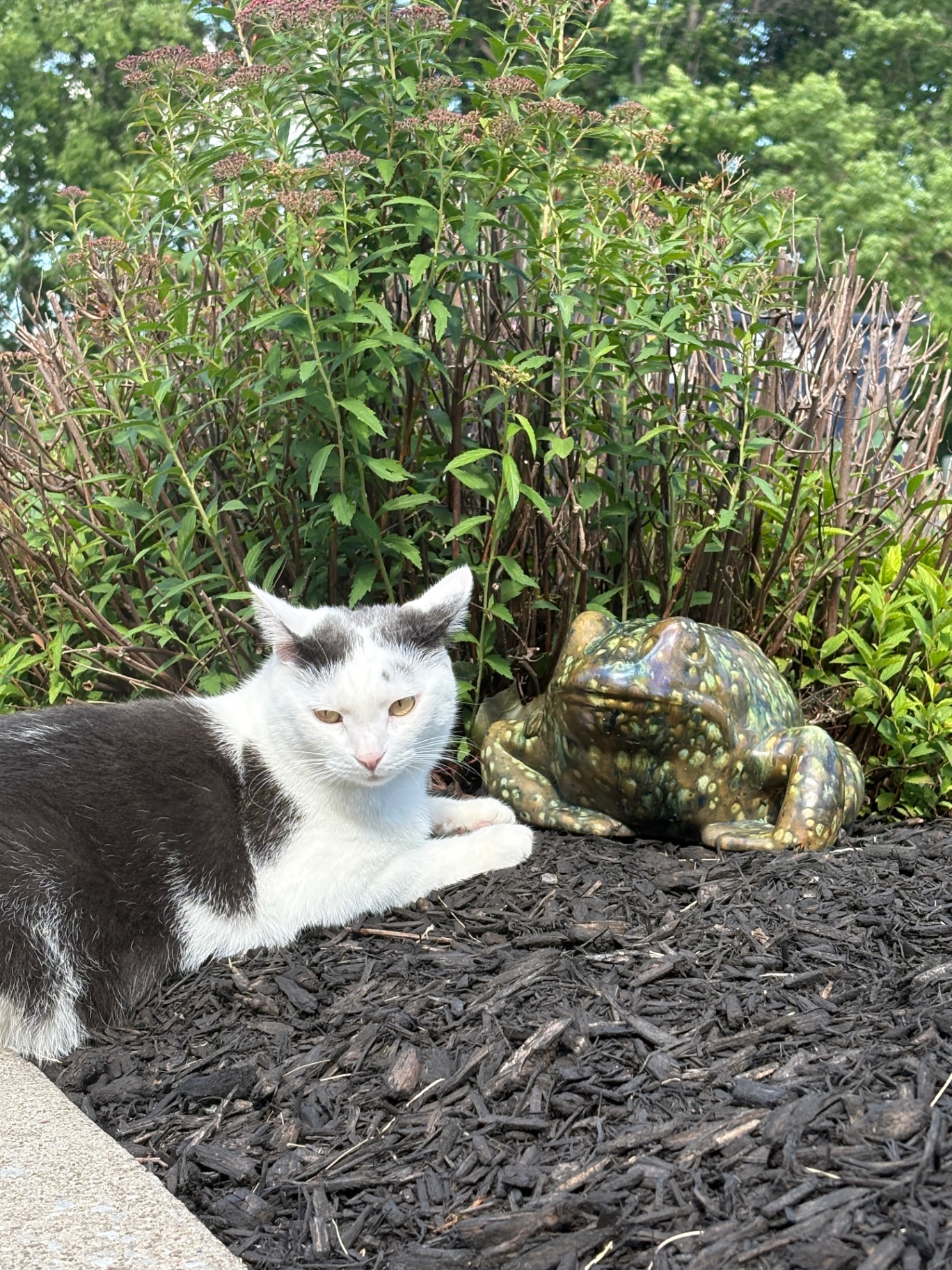 Princess, Michelle's rescue cat