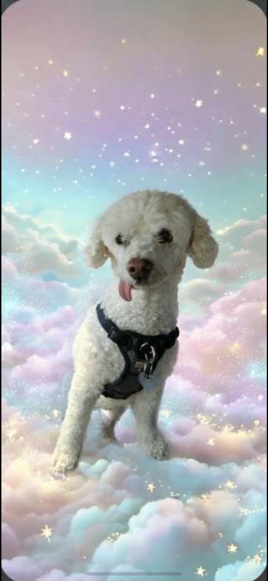 Maggie Mae, Michelle's beloved dog
